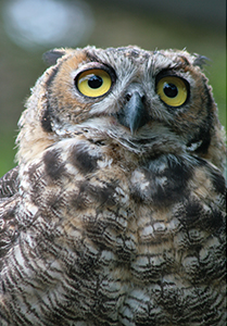 Owl at WildCare Foundation