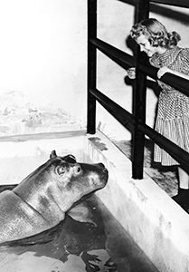 Gayla Peevey Henderson Hippopotamus for Christmas
