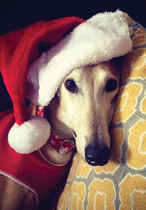 Calvin the Greyhound at Christmas