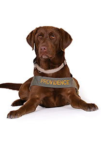 Providence Working Canines