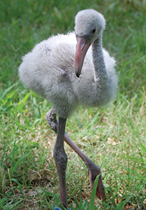 Flamingo chick - photo by OKC Zoo
