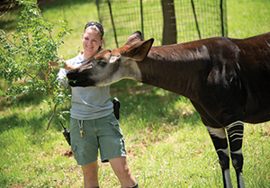 Melinda feeding an Okapi