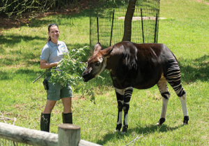 Melinda with an Okapi