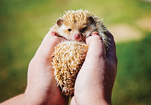 Hedgehog from Okie Pokey Hogs