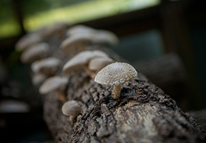 A Mushroom Log