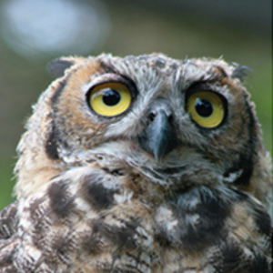 thumb_FEAT_WildCare_Owl_0415